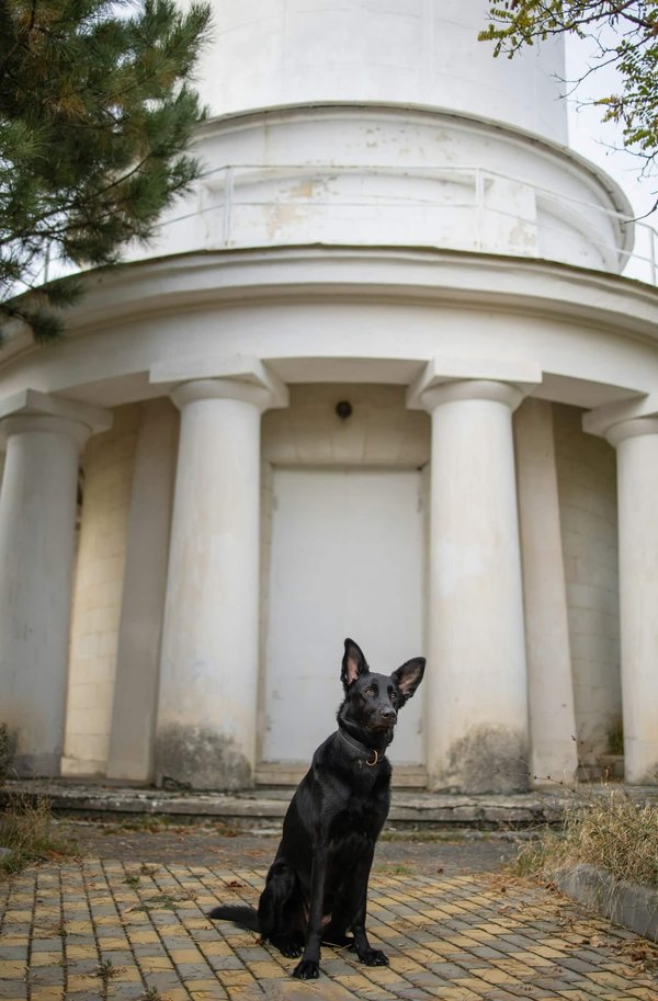 How to Make a Homemade Puzzle Feeder for Your Dog to Combat Boredom?